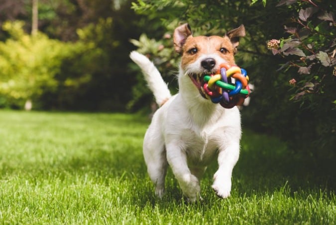 condomínio cachorro brinca com bola